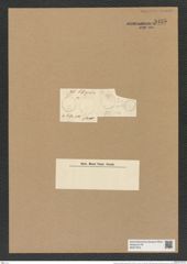Actinocyclus subtilis (Greg.) Ralfs. (de-Toni-Nr.: Genus 195, Species 4786) Zeichnungen Sammlung Grunow Nr. 8425 (NHMW-BOT-W0377872)
